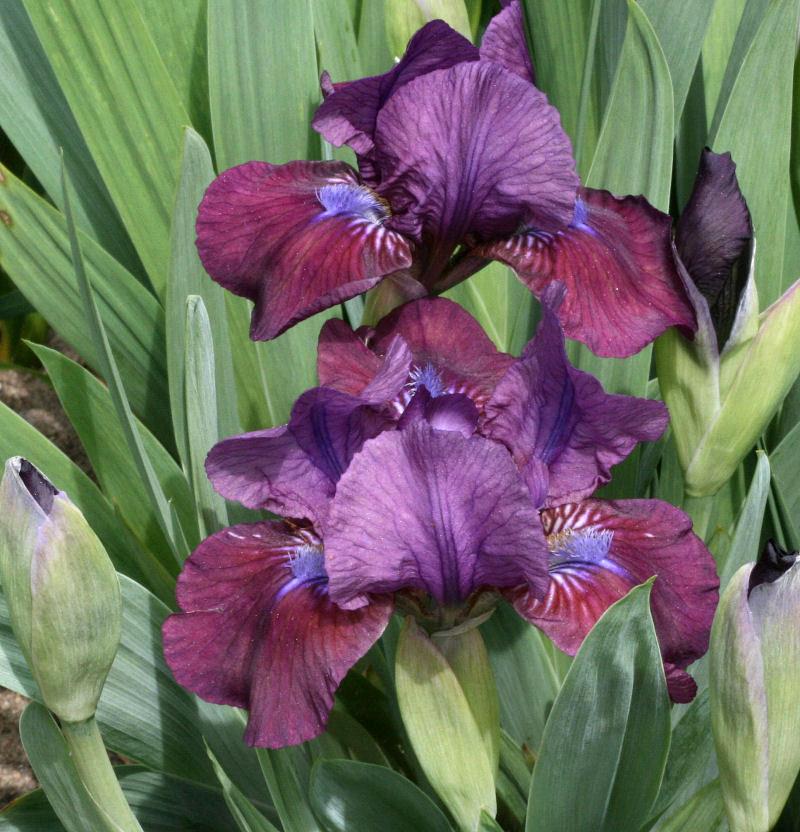 Photo of Standard Dwarf Bearded Iris (Iris 'Blueberry Sweetie') uploaded by MShadow