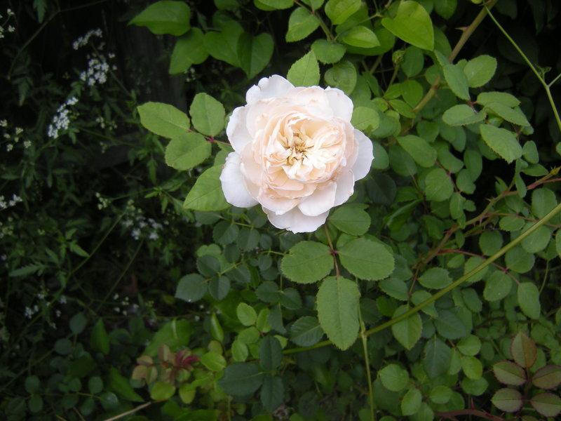 Photo of Rose (Rosa 'Crocus Rose') uploaded by melva