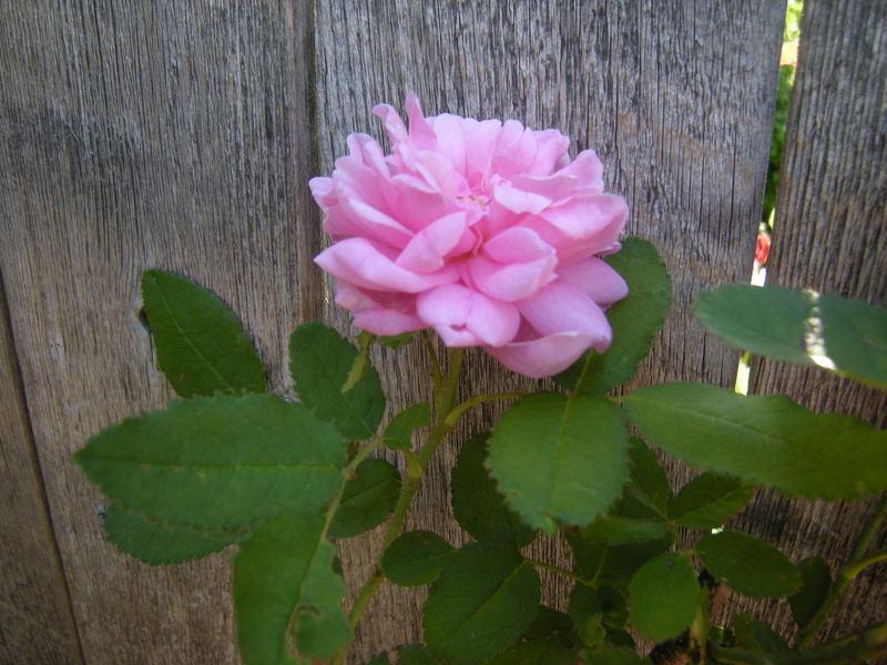 Photo of Rose (Rosa 'Salet') uploaded by melva