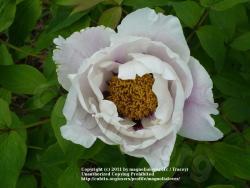 Thumb of 2011-05-23/magnolialover/d705d3