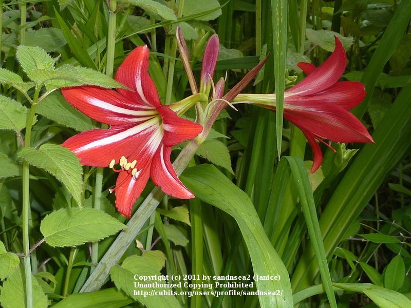 Photo of St. Joseph's Lily (Hippeastrum x johnsonii) uploaded by sandnsea2