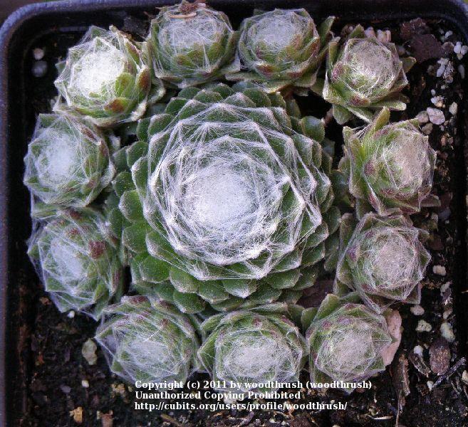 Photo of Hen and Chicks (Sempervivum 'Forest Frost') uploaded by woodthrush