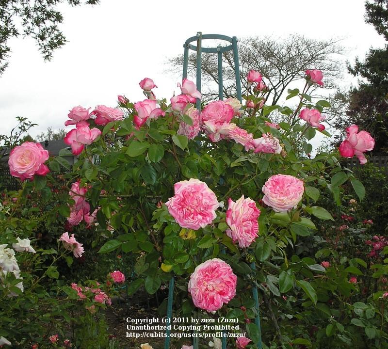 Photo of Rose (Rosa 'Three Weddings') uploaded by zuzu