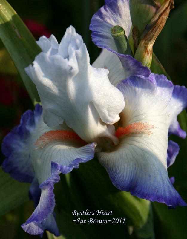 Photo of Tall Bearded Iris (Iris 'Restless Heart') uploaded by Calif_Sue