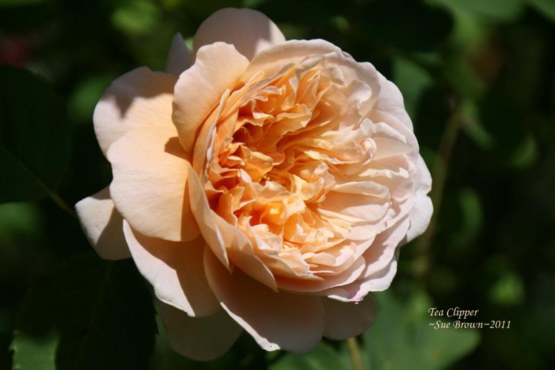 Photo of Rose (Rosa 'Tea Clipper') uploaded by Calif_Sue