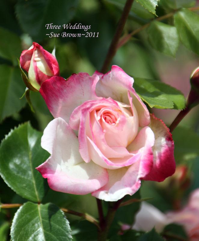 Photo of Rose (Rosa 'Three Weddings') uploaded by Calif_Sue