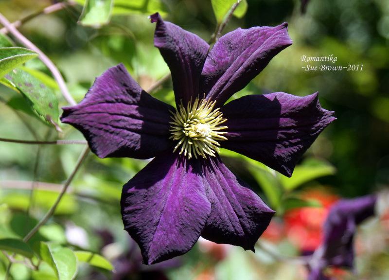 Photo of Clematis 'Romantika' uploaded by Calif_Sue