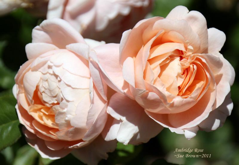 Photo of Rose (Rosa 'Ambridge Rose') uploaded by Calif_Sue