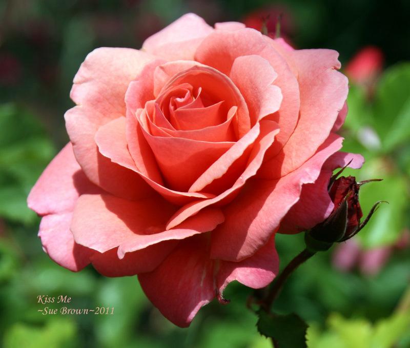 Photo of Rose (Rosa 'Kiss Me') uploaded by Calif_Sue