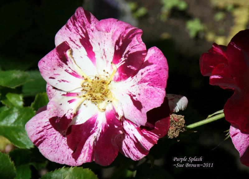 Photo of Rose (Rosa 'Purple Splash') uploaded by Calif_Sue