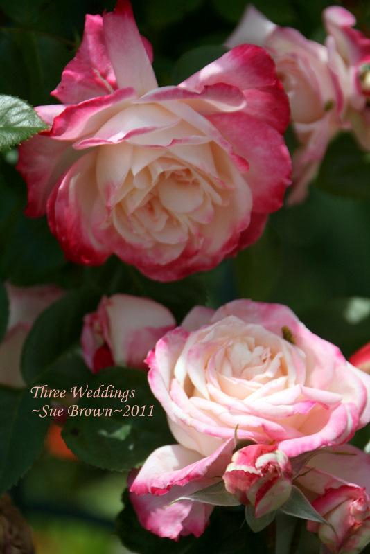 Photo of Rose (Rosa 'Three Weddings') uploaded by Calif_Sue