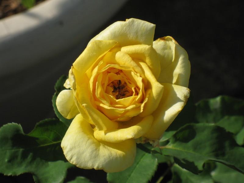 Photo of Rose (Rosa 'Marco Polo') uploaded by vossner