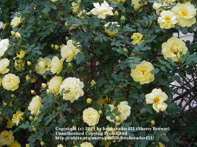 Photo of Rose (Rosa 'Harison's Yellow') uploaded by bookreader451