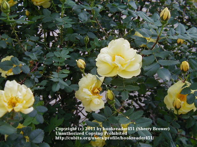 Photo of Rose (Rosa 'Harison's Yellow') uploaded by bookreader451