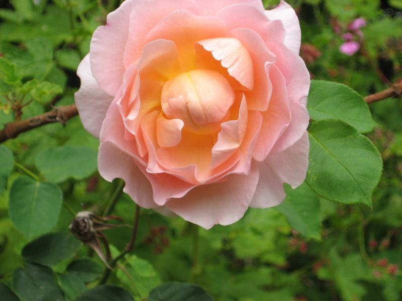 Photo of Rose (Rosa 'Belle Story') uploaded by wcgypsy