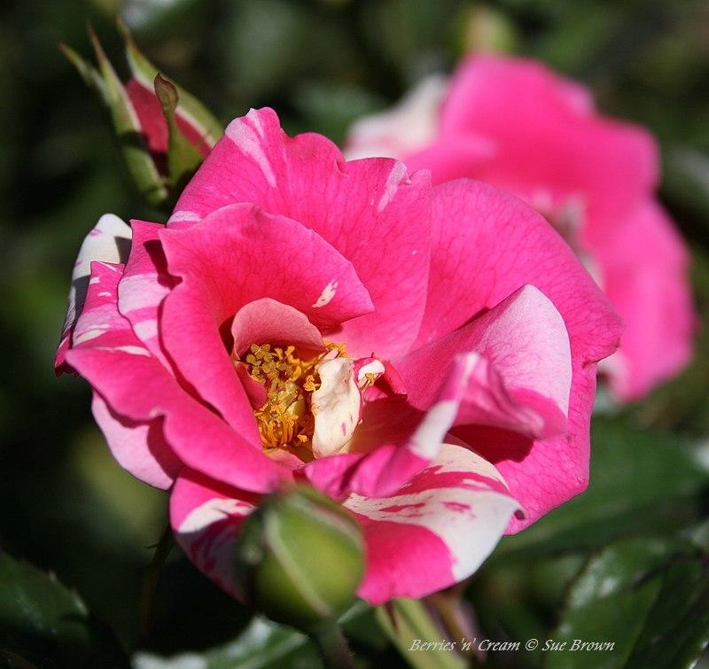 Photo of Rose (Rosa 'Berries 'n' Cream') uploaded by Calif_Sue