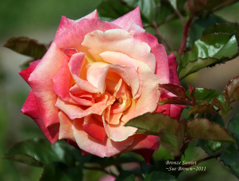 Photo of Rose (Rosa 'Bronze Sunset') uploaded by Calif_Sue