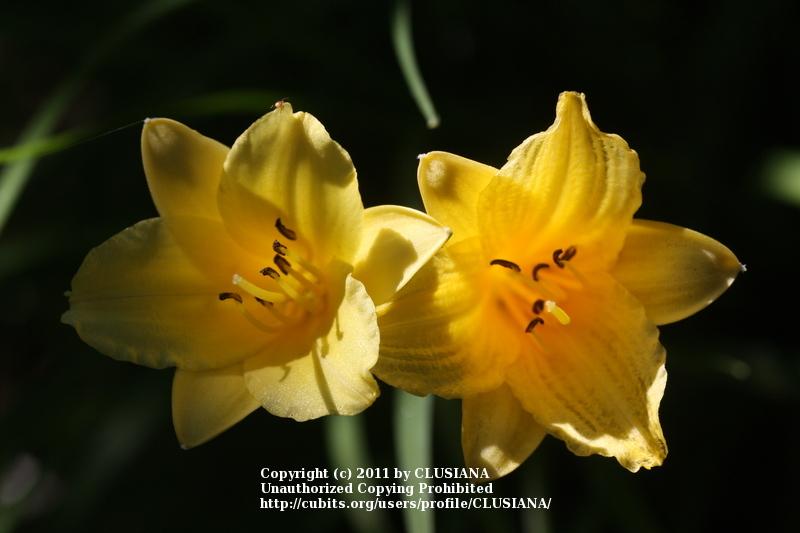 Photo of Daylily (Hemerocallis 'Stella de Oro') uploaded by CLUSIANA