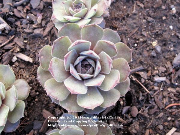 Photo of Hen and Chicks (Sempervivum 'Pink Charm') uploaded by goldfinch4