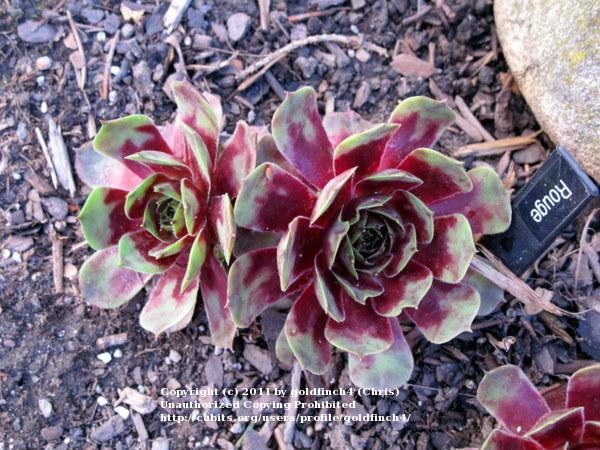Photo of Hen and Chicks (Sempervivum tectorum 'Rouge') uploaded by goldfinch4