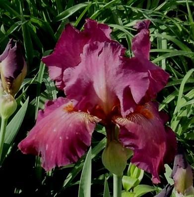 Photo of Tall Bearded Iris (Iris 'Lady Friend') uploaded by TwinLakesChef