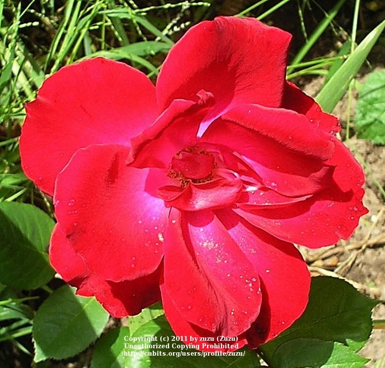Photo of Rose (Rosa 'Commonwealth') uploaded by zuzu