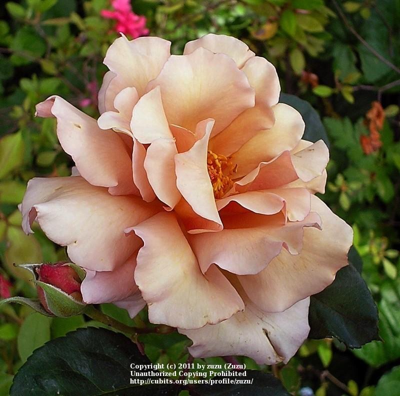 Photo of Rose (Rosa 'Julia's Rose') uploaded by zuzu