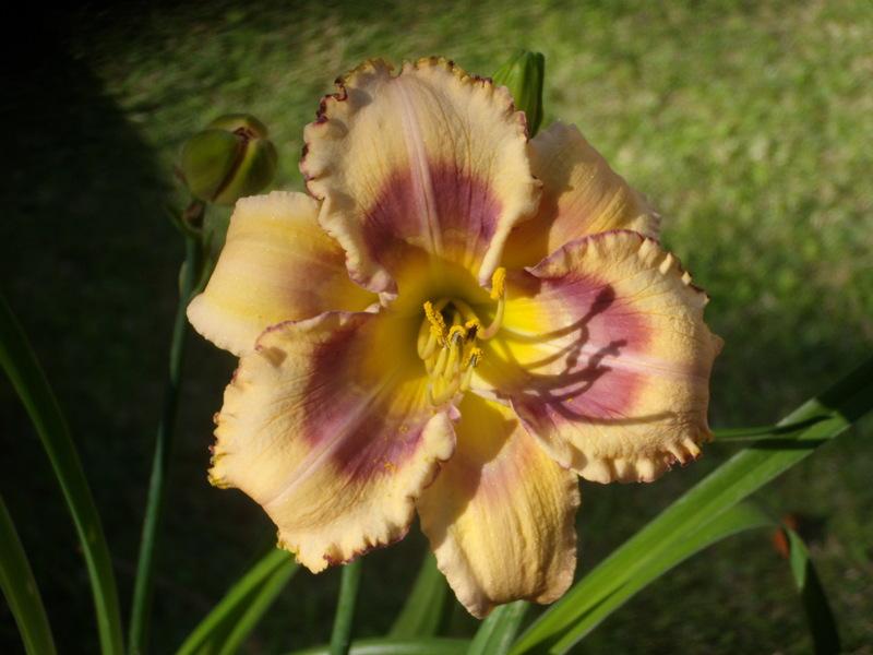 Photo of Daylily (Hemerocallis 'Tricolor') uploaded by Betja