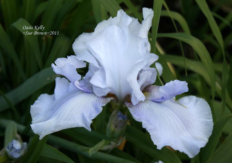 Photo of Tall Bearded Iris (Iris 'Oasis Kelly') uploaded by Calif_Sue