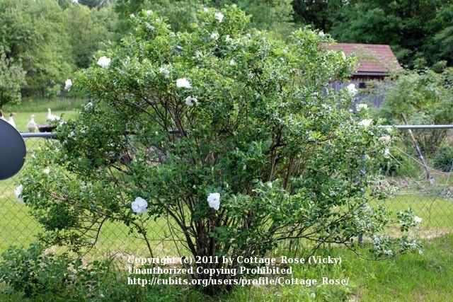 Photo of Hybrid Rugosa Rose (Rosa 'Blanc Double de Coubert') uploaded by Cottage_Rose
