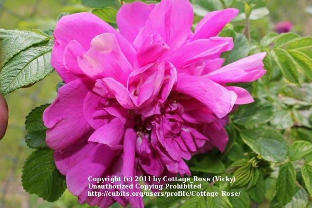 Photo of Rose (Rosa 'Roseraie de l'Hay') uploaded by Cottage_Rose