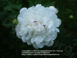 Thumb of 2011-06-07/magnolialover/0ae2cb