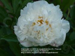 Thumb of 2011-06-07/magnolialover/140440