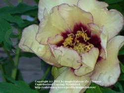 Thumb of 2011-06-07/magnolialover/45ed9b