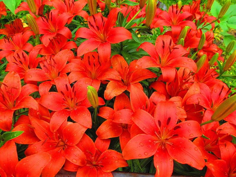 Photo of Lily (Lilium 'Crimson Pixie') uploaded by jmorth