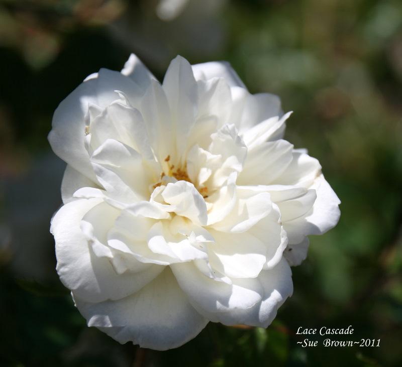 Photo of Rose (Rosa 'Lace Cascade') uploaded by Calif_Sue