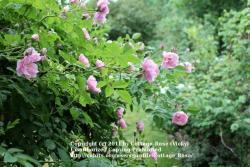 Thumb of 2011-06-10/Cottage_Rose/be2896