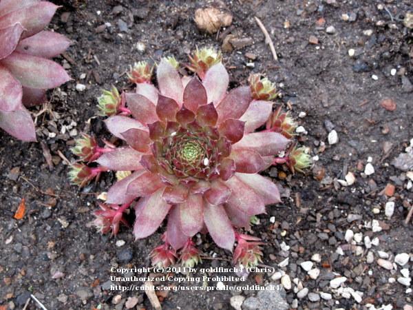 Photo of Hen and Chicks (Sempervivum 'Purple Passion') uploaded by goldfinch4