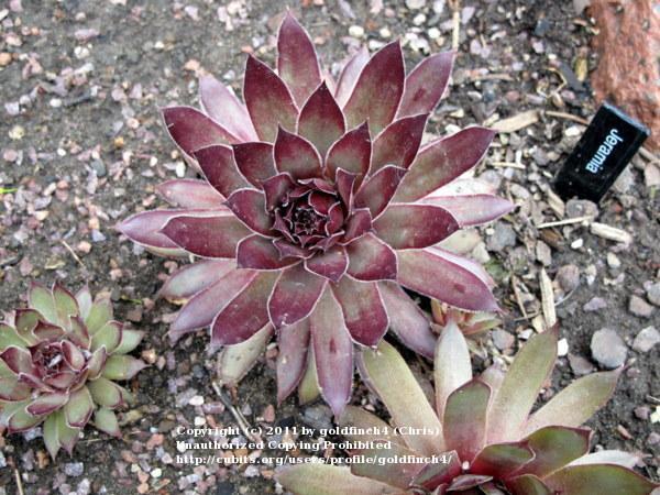 Photo of Hen and Chicks (Sempervivum 'Jeramia') uploaded by goldfinch4