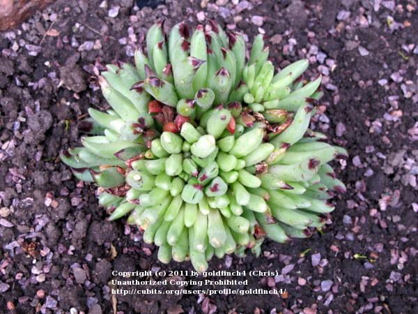 Photo of Hen and Chicks (Sempervivum calcareum 'Grigg's Surprise') uploaded by goldfinch4