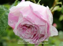 Thumb of 2011-06-12/Cottage_Rose/76242d