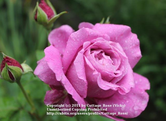 Photo of Rose (Rosa 'Heirloom') uploaded by Cottage_Rose
