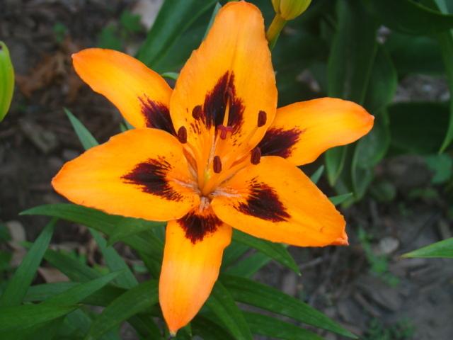 Photo of Lily (Lilium 'Loreto') uploaded by stilldew