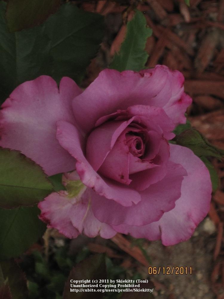 Photo of Rose (Rosa 'Singin' the Blues') uploaded by Skiekitty