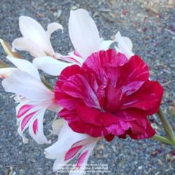 
Photographed with white gladiolus to capture color accurately