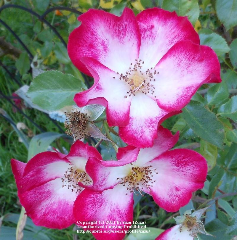 Photo of Rose (Rosa 'Cherry Meidiland') uploaded by zuzu