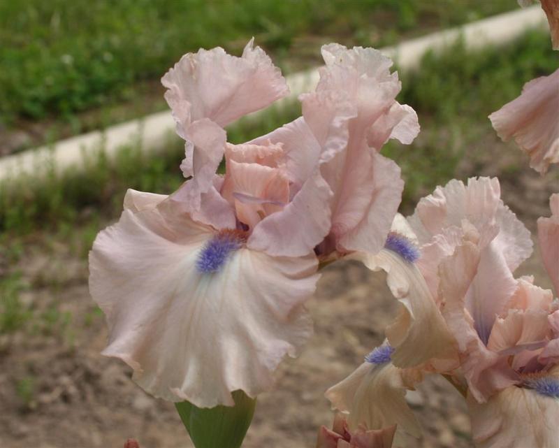 Photo of Intermediate Bearded Iris (Iris 'Aquarian') uploaded by KentPfeiffer