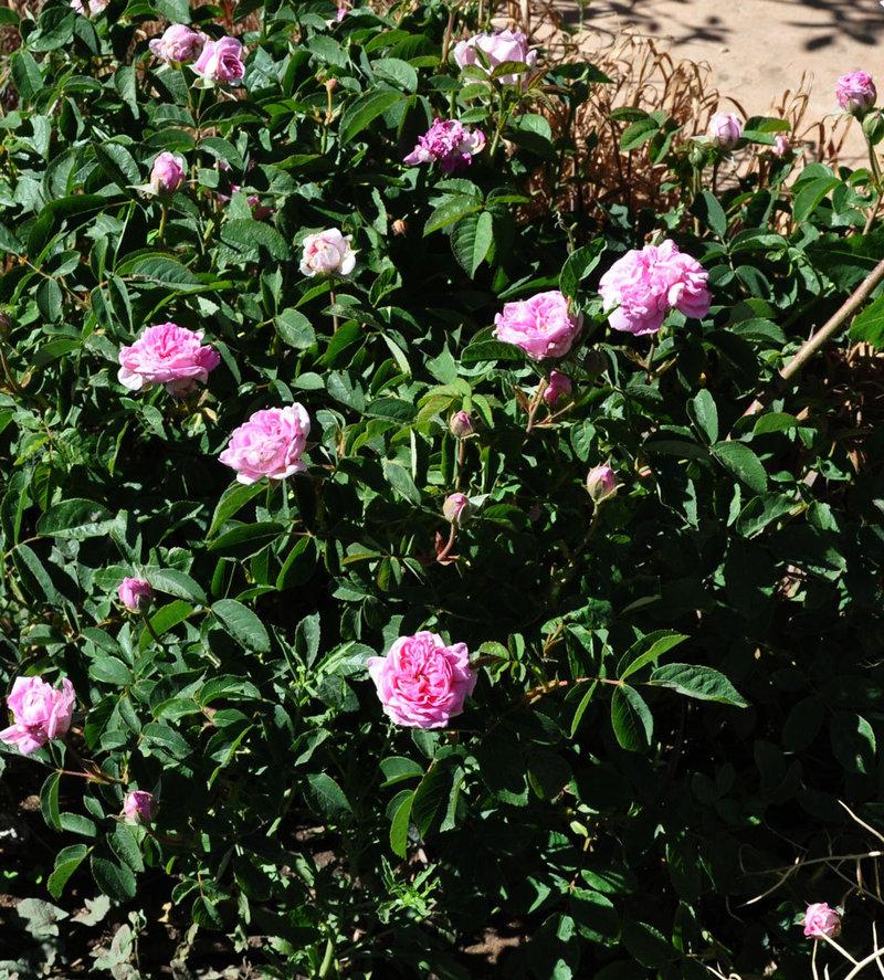 Photo of Damask Rose (Rosa 'Ispahan') uploaded by Steve812