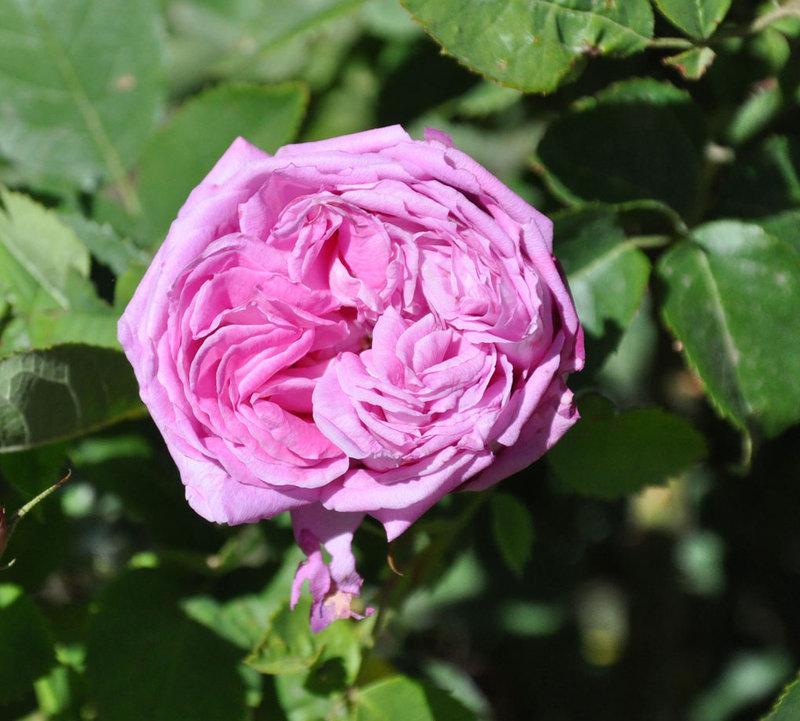 Photo of Rose (Rosa 'Baronne Prevost') uploaded by Steve812
