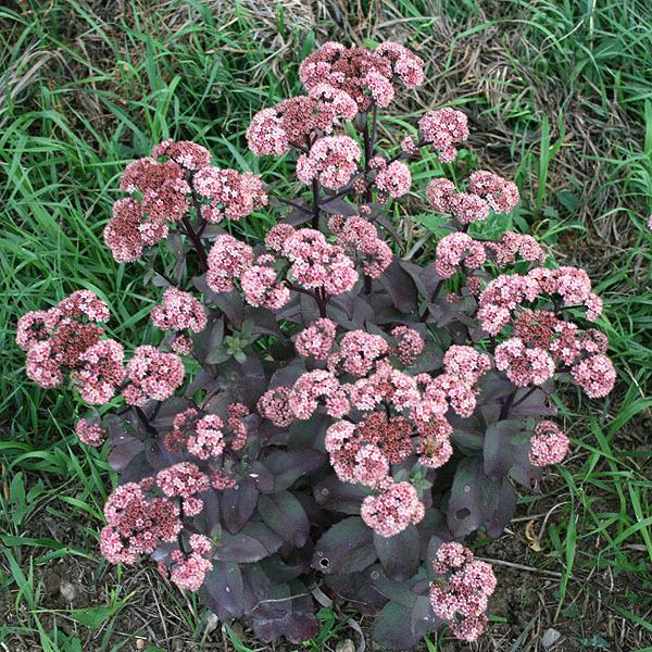 Photo of Stonecrop (Hylotelephium telephium subsp. telephium Xenox®) uploaded by tabby